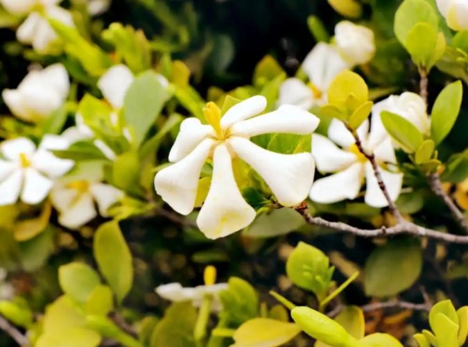 黃枝用途 黃枝用途