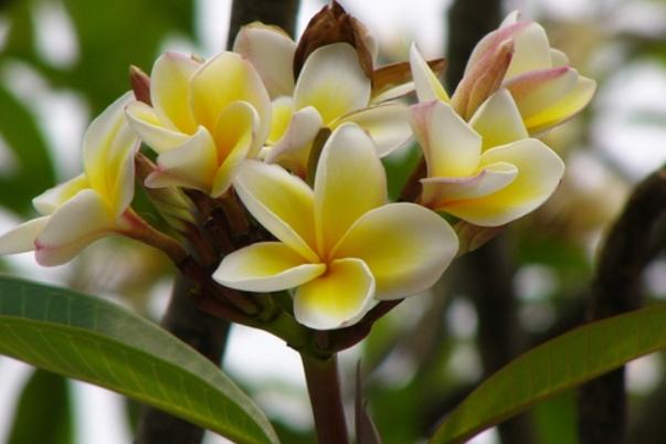 雞蛋花怎麼移植