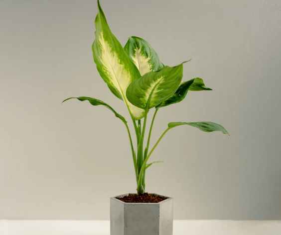 白玉黛粉葉養護