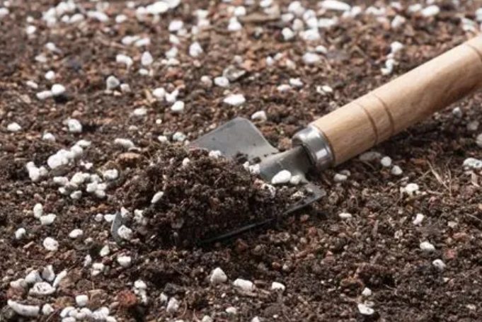 盆栽的土白白的