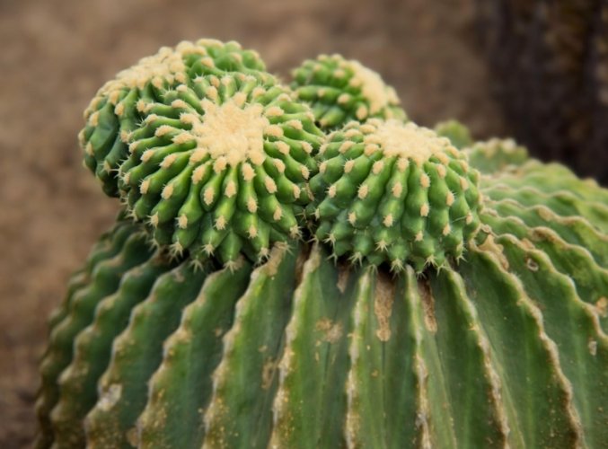 仙人掌成長階段