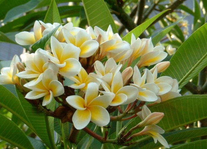 雞蛋花照顧 雞蛋花照顧