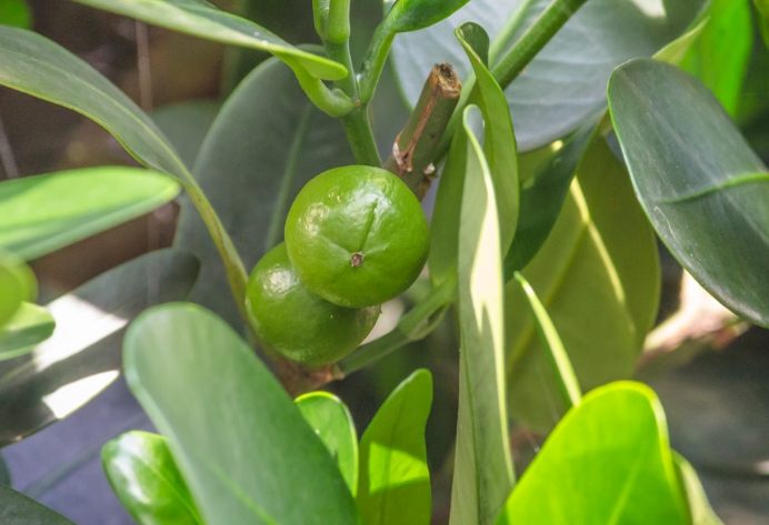 福木果實營養價值