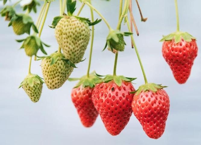 戀香草莓種子 種植 戀香草莓種子 種植