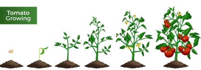 番茄生長過程