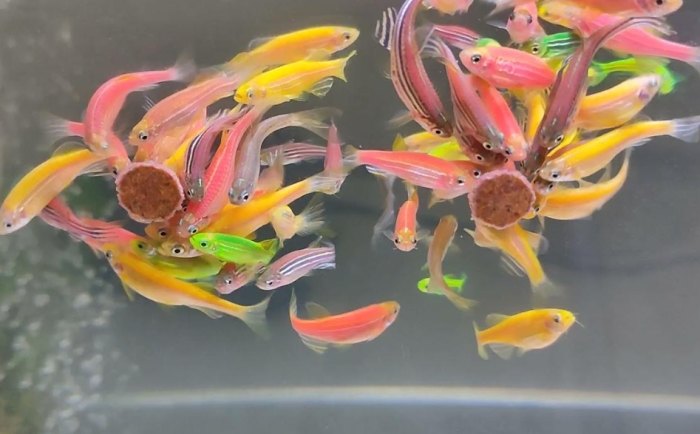 基因改造觀賞魚 基因改造觀賞魚