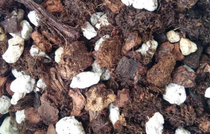 赤玉土使用教學