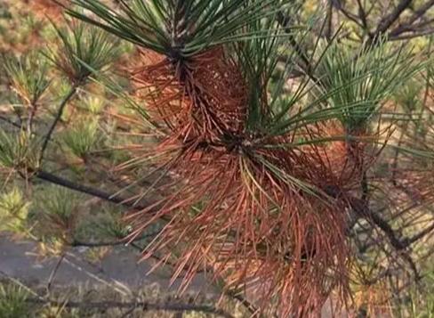 松樹生病症狀 松樹生病症狀