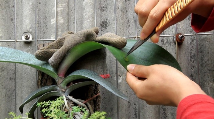 蝴蝶蘭病害 蝴蝶蘭病害