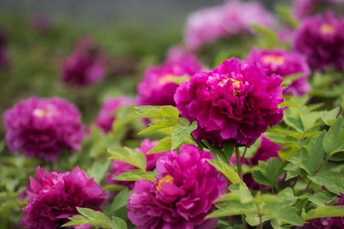 牡丹花根塊種植多久会發牙