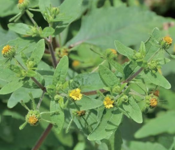 高壓分枝步驟 高壓分枝步驟