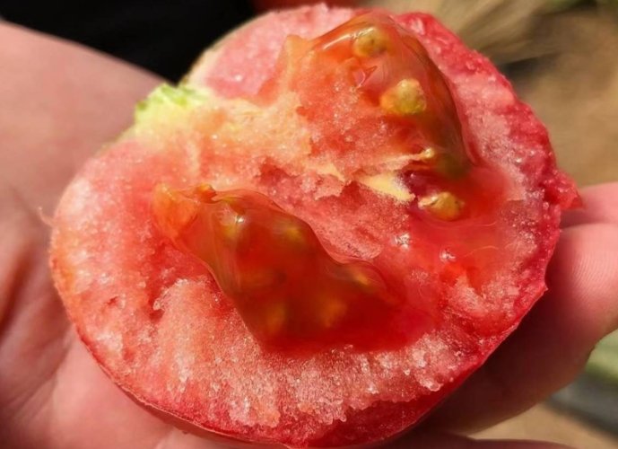 番茄籽健康風險