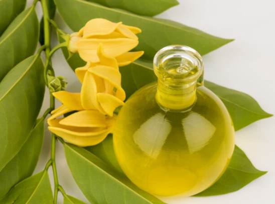 白蘭花精油哪裡買 白蘭花精油哪裡買