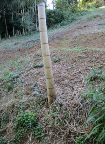 竹類植物分株 竹類植物分株