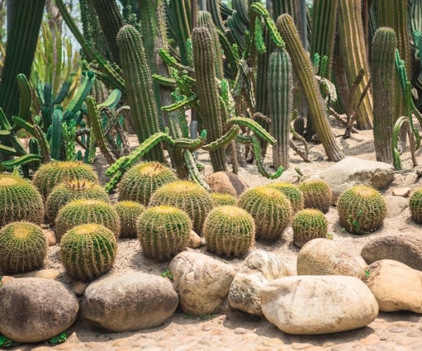 多肉植物生長週期