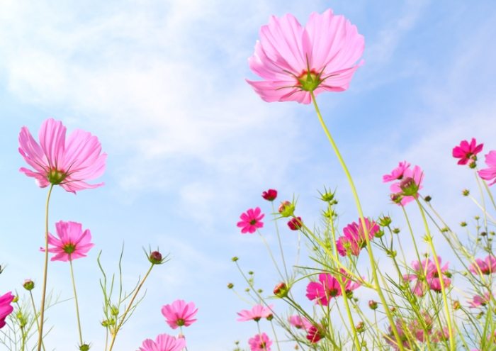 全年開花植物推薦 全年開花植物推薦