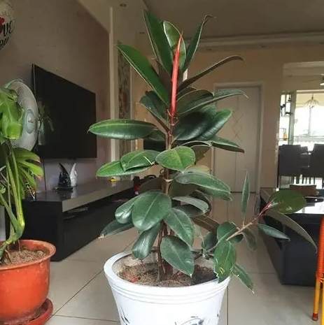 橡皮樹照顧 橡皮樹照顧