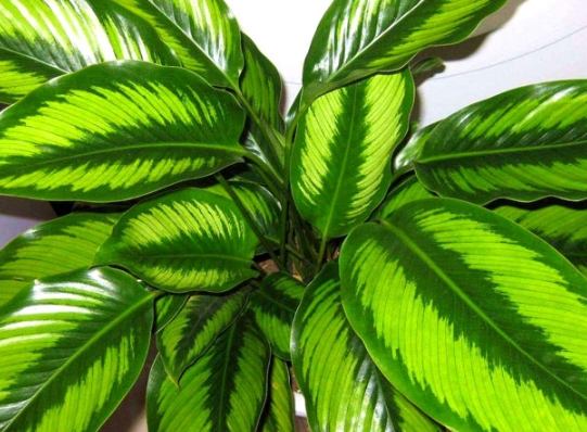 帝王萬年青照顧