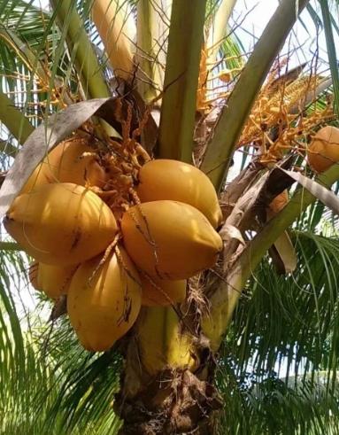黃椰子營養 黃椰子營養
