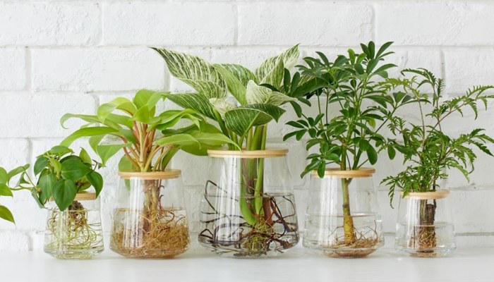 室內種植 室內種植