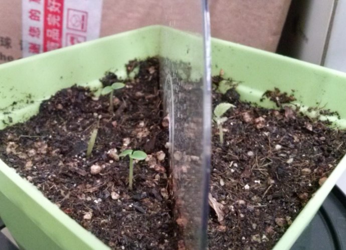 種子發芽後照顧