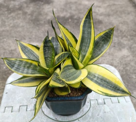 虎尾蘭肥料推薦 虎尾蘭肥料推薦