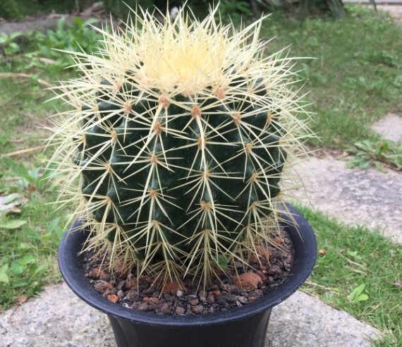 仙人掌養護 仙人掌養護