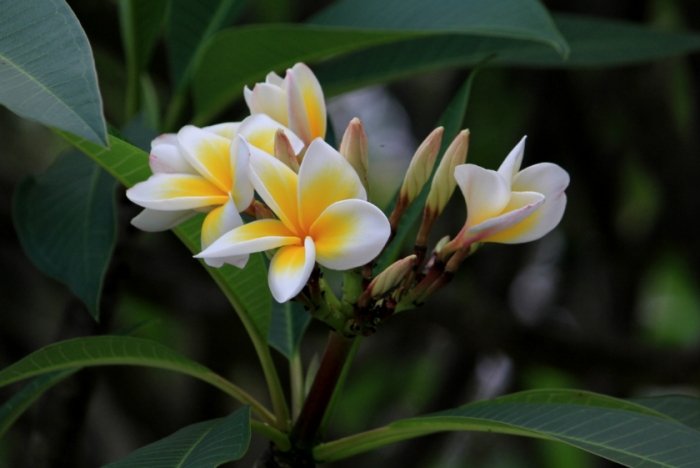 雞蛋花葉黃原因 雞蛋花葉黃原因