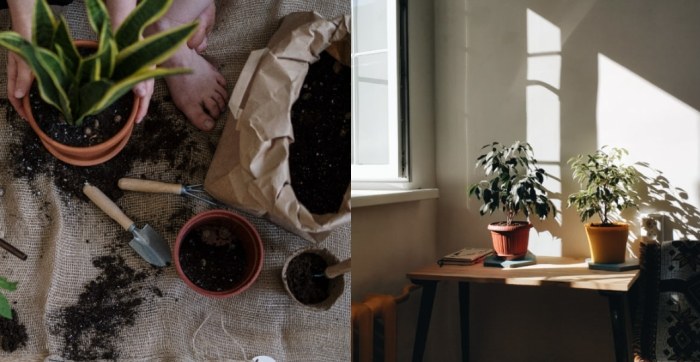 不需換盆植物 不需換盆植物