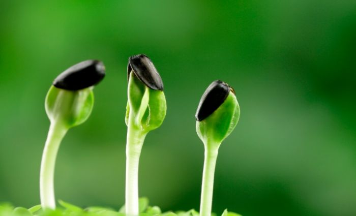 種子泡水時間 種子泡水時間