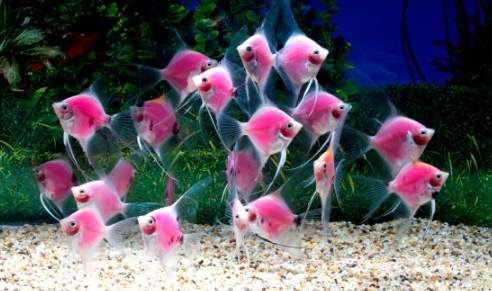 基因改造觀賞魚 基因改造觀賞魚