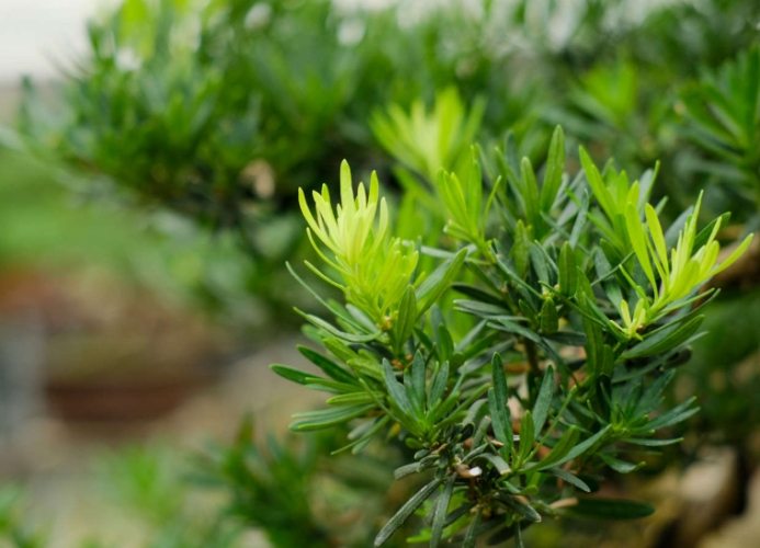 蚜蟲自然防治 蚜蟲自然防治