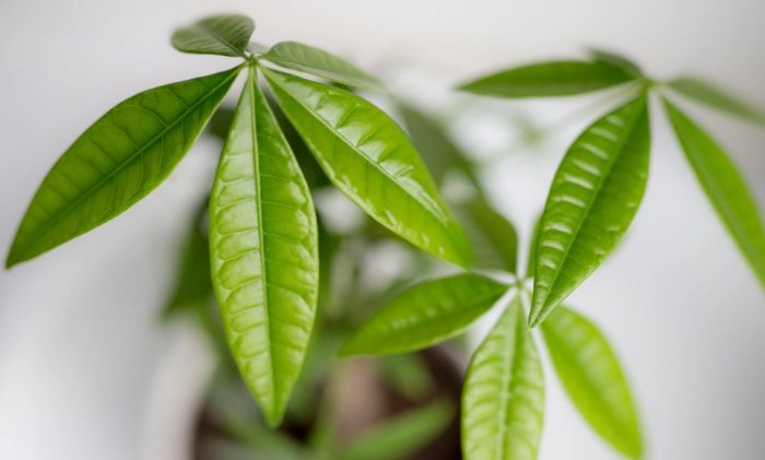 富貴樹照顧 富貴樹照顧