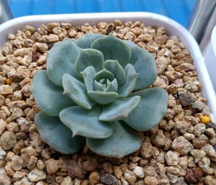 植物生長燈 植物生長燈