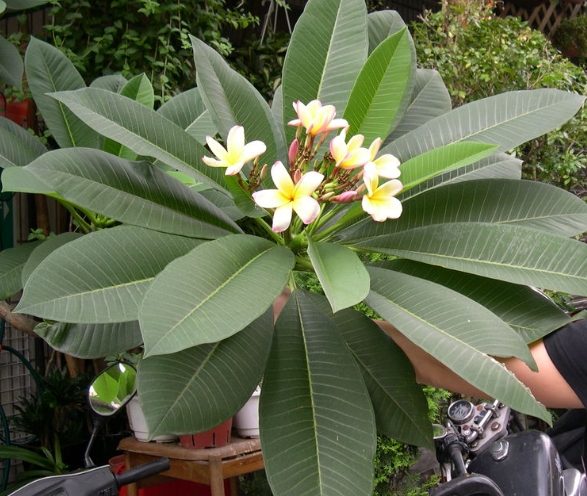 雞蛋花水培常見問題 雞蛋花水培常見問題