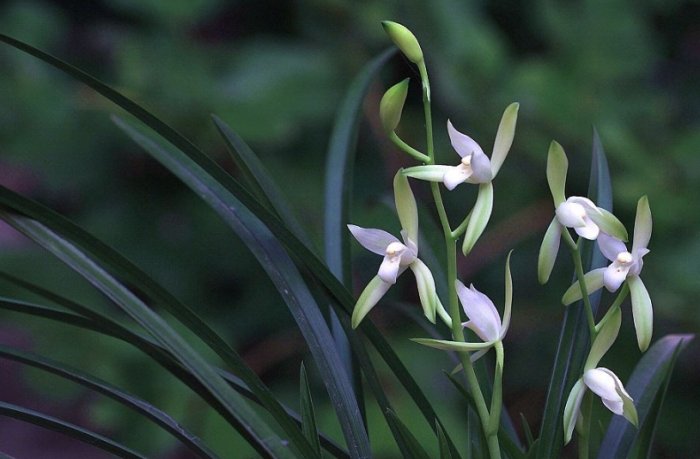 花語意義 花語意義