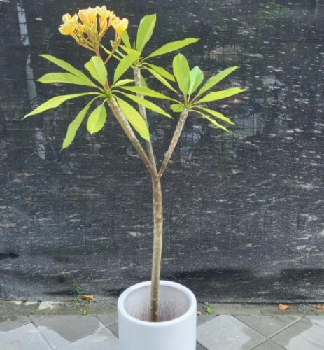 盆栽技巧 盆栽技巧