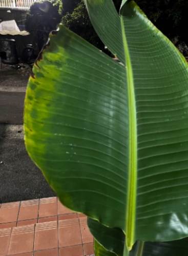 天堂鳥褐斑病防治 天堂鳥褐斑病防治