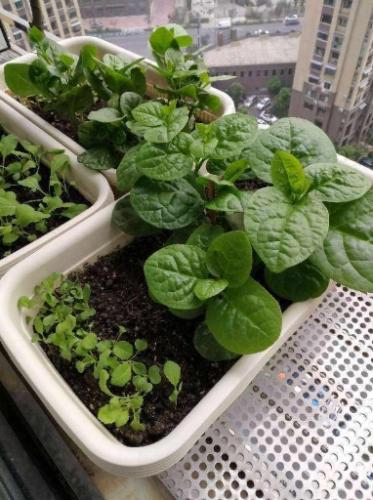 陽台蔬菜種植 陽台蔬菜種植