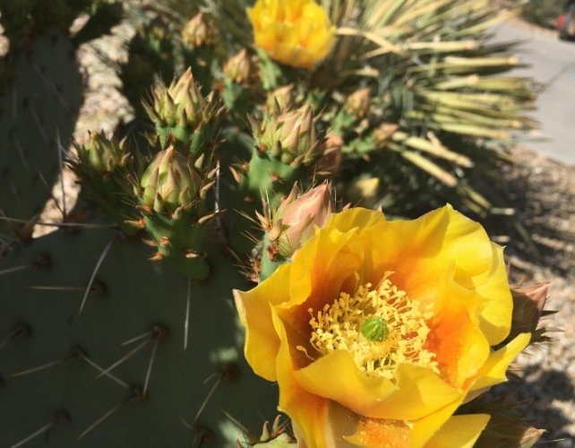 仙人掌土壤配方 仙人掌土壤配方