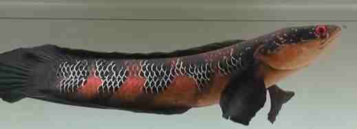 紅帝王雷龍 紅帝王雷龍