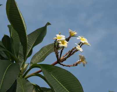雞蛋花枝條繁殖 雞蛋花枝條繁殖