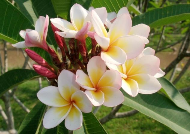 雞蛋花不開花原因 雞蛋花不開花原因