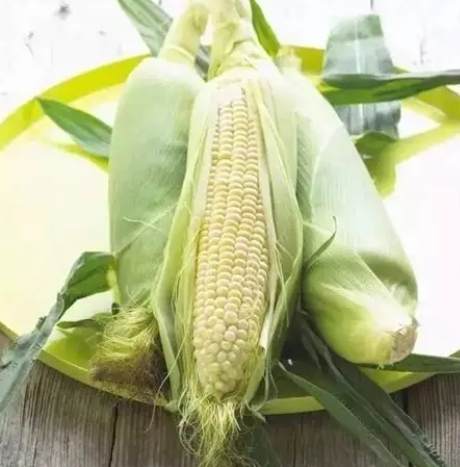 玉米是植物的哪個部位