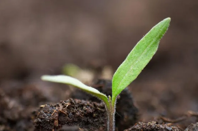 番茄苗種植完整指南：從選苗到豐收的實用技巧與常見問題解答