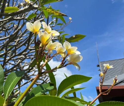 雞蛋花修剪技巧 雞蛋花修剪技巧
