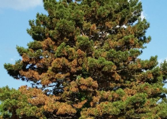 松樹枯黃 松樹枯黃