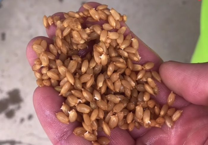 種子泡水方法 種子泡水方法