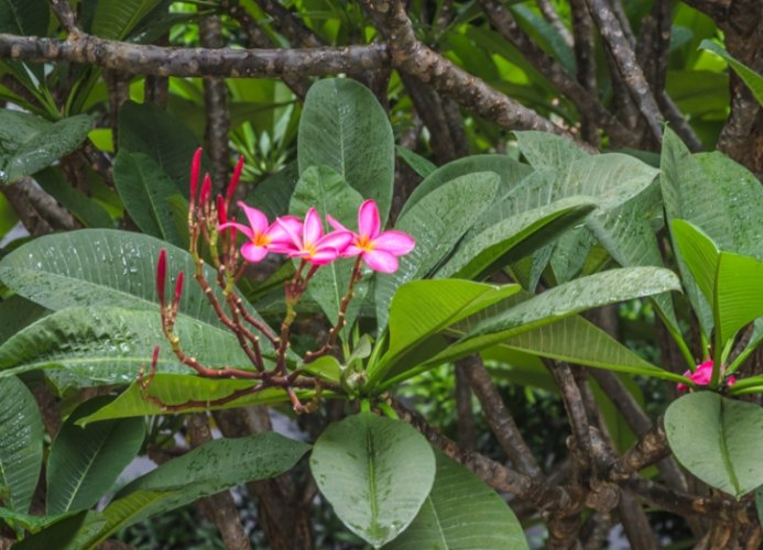 植物曬傷治療 植物曬傷治療