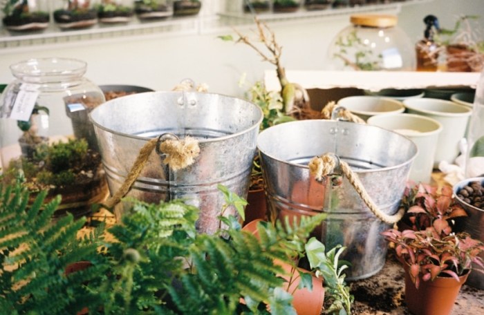 冬天多肉澆水頻率 冬天多肉澆水頻率